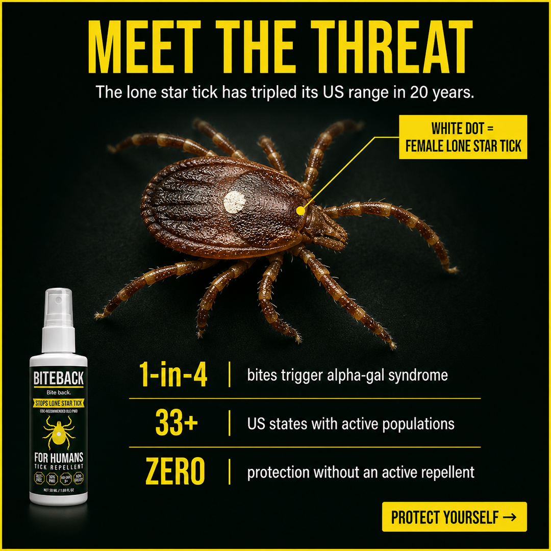 Lone star tick close-up macro photograph — the distinctive white dot on the female's dorsal shield identifies the species behind alpha-gal syndrome