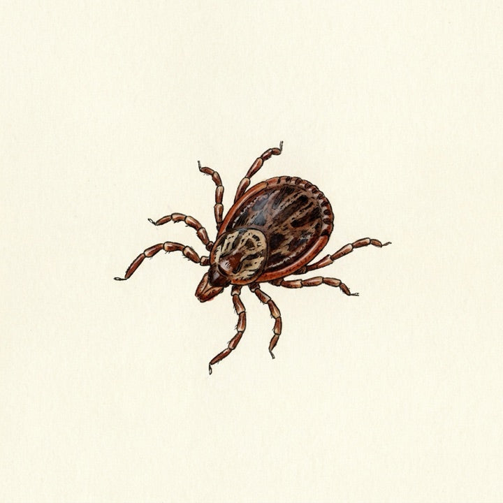 Other Tick-Borne Threats