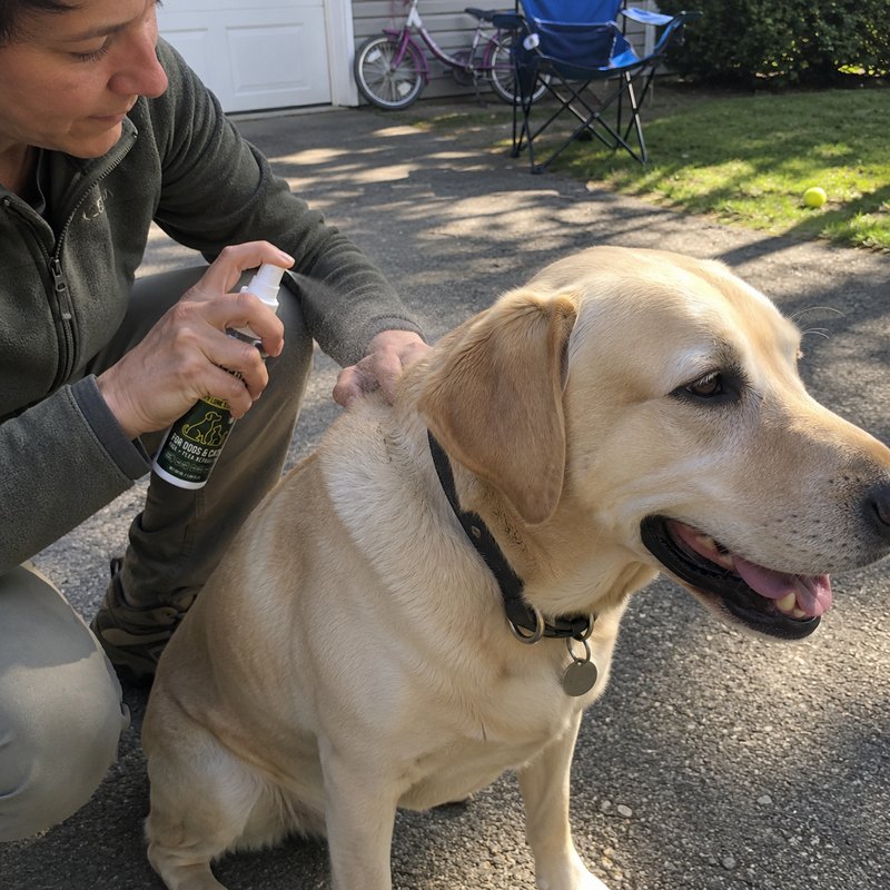 Pet parent applying BITEBACK Pet to a Yellow Labrador in a sunlit driveway
